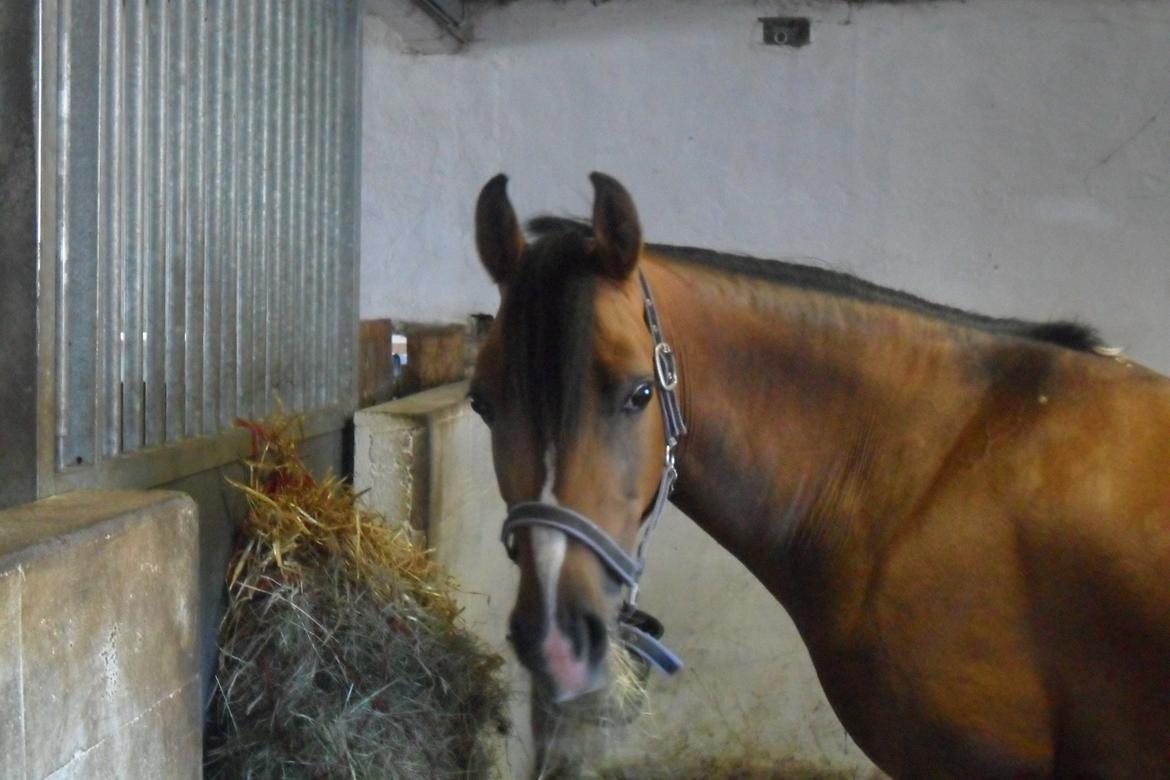 Anden særlig race † Miss Caya † billede 3