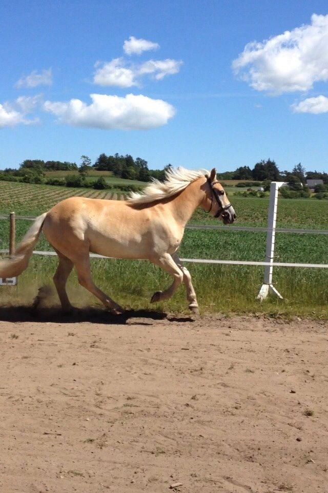 Haflinger Storm fra ugilt billede 8