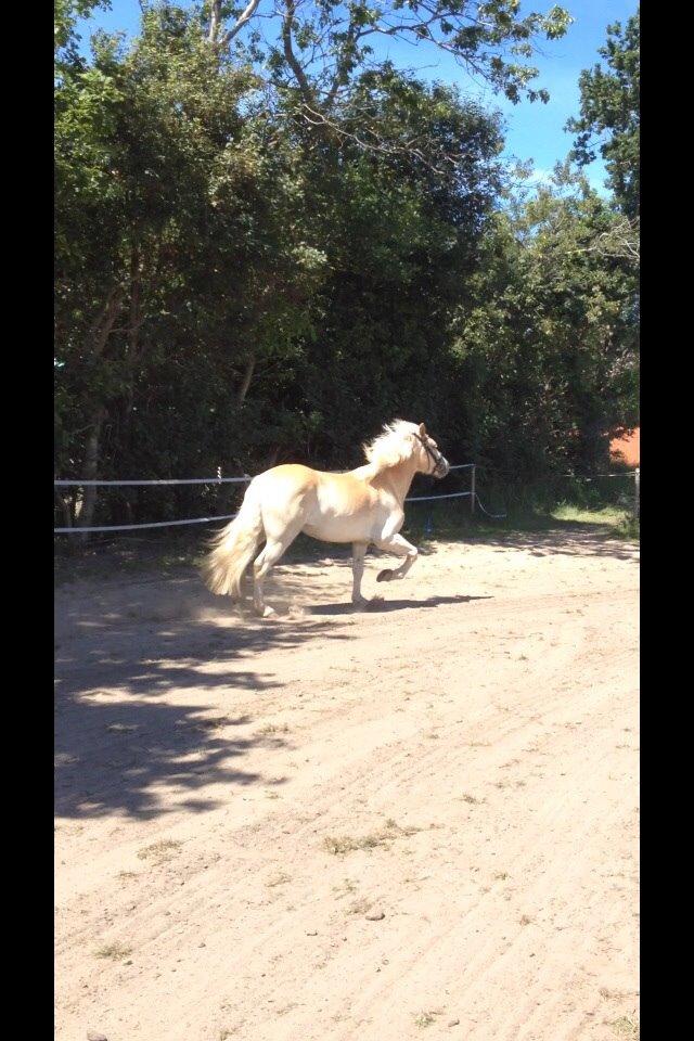 Haflinger Storm fra ugilt billede 9