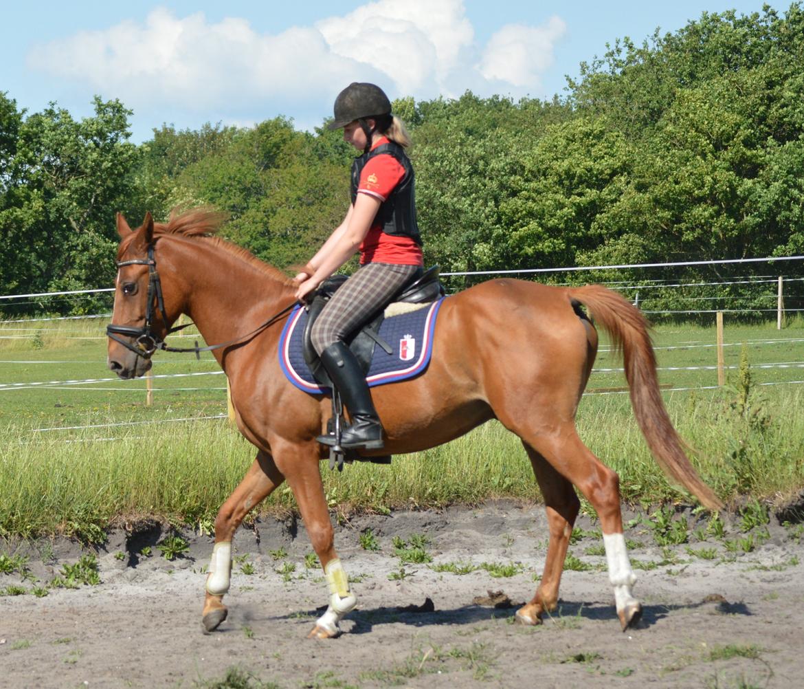 DSP Aleksander billede 17