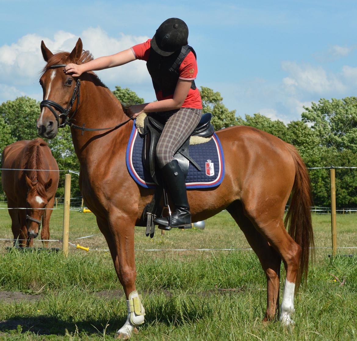 DSP Aleksander billede 18