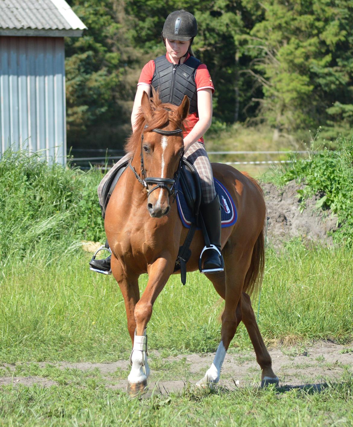 DSP Aleksander billede 19