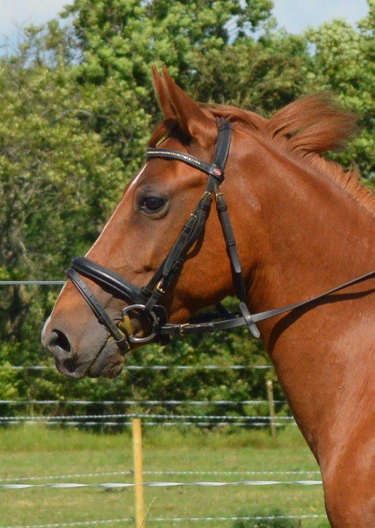 DSP Aleksander billede 16