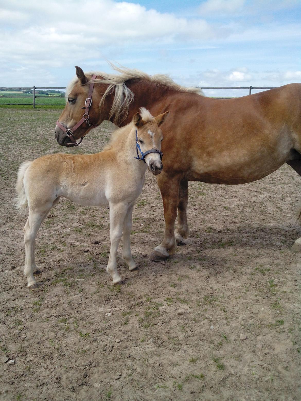 Haflinger Sweet Chili Søvej billede 11