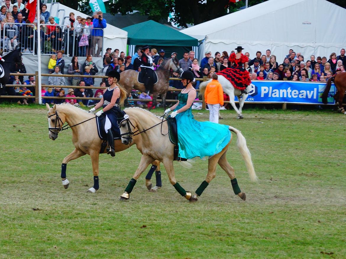 Palomino Duchess - Roskilde Kvadrillen 2014 - Det Store Heste Show billede 2