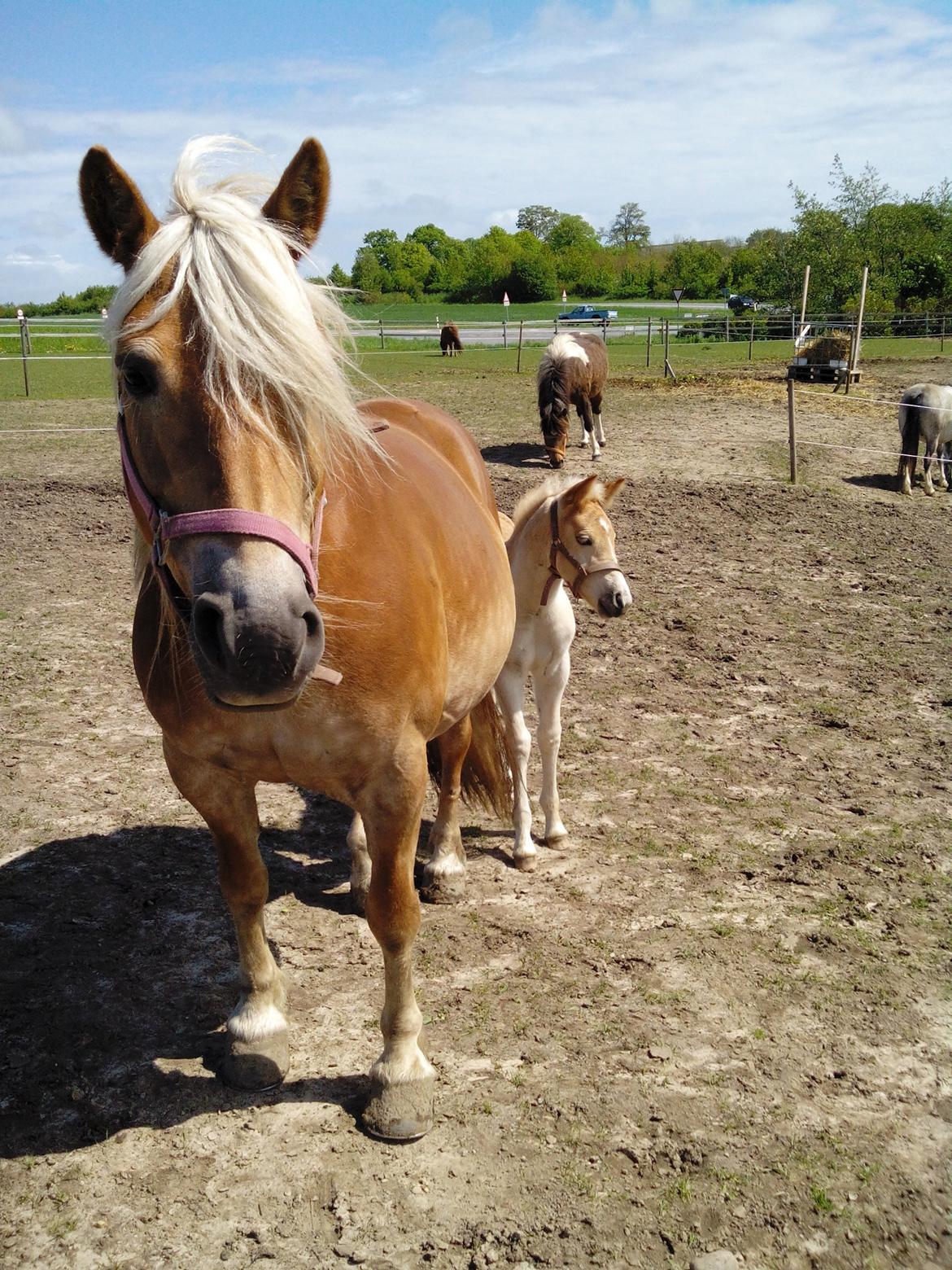 Haflinger Sabrina billede 19