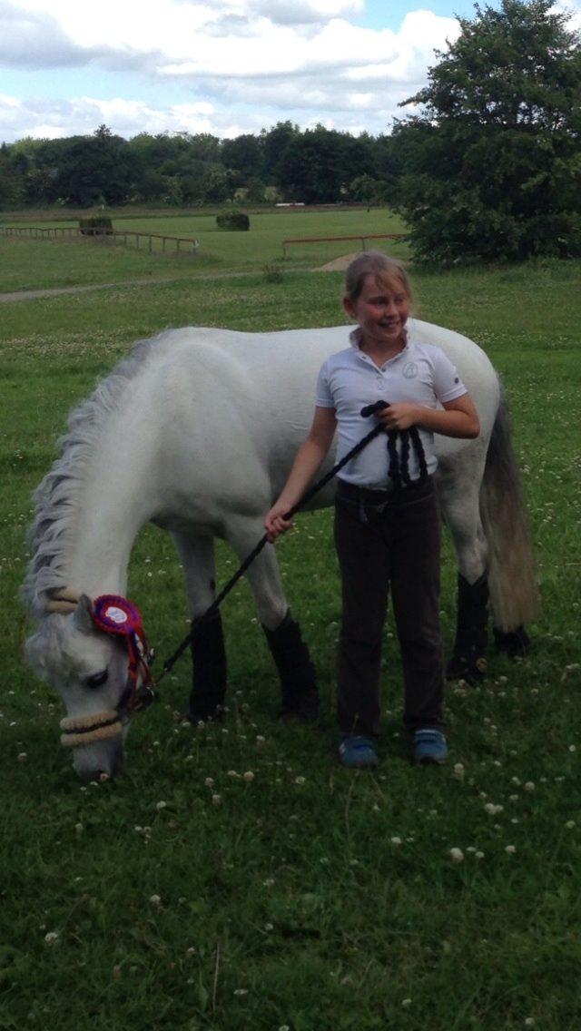 Welsh Pony af Cob-type (sec C) Gribsvad uve billede 13