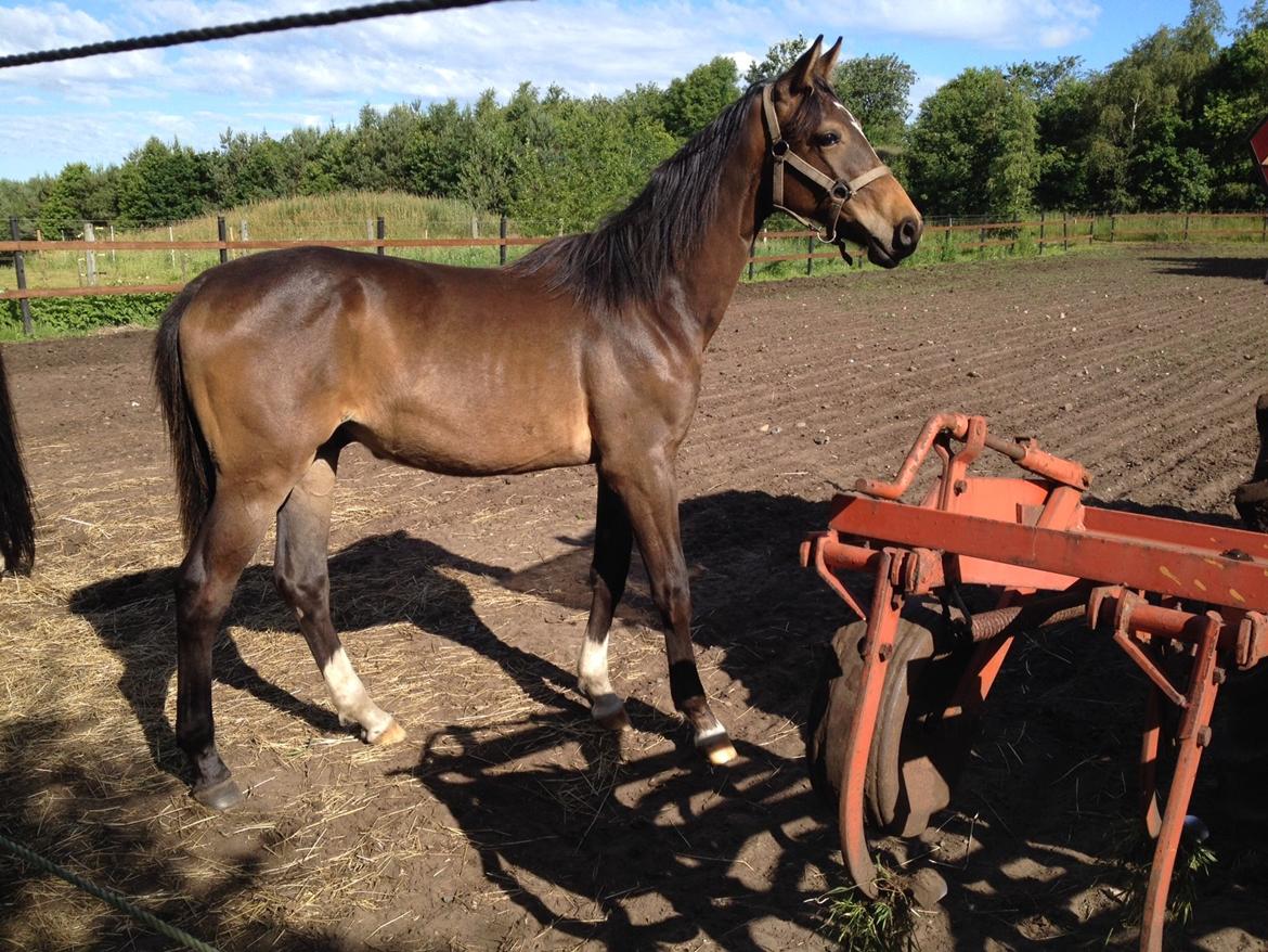 Anden særlig race Albæks Dusty billede 8
