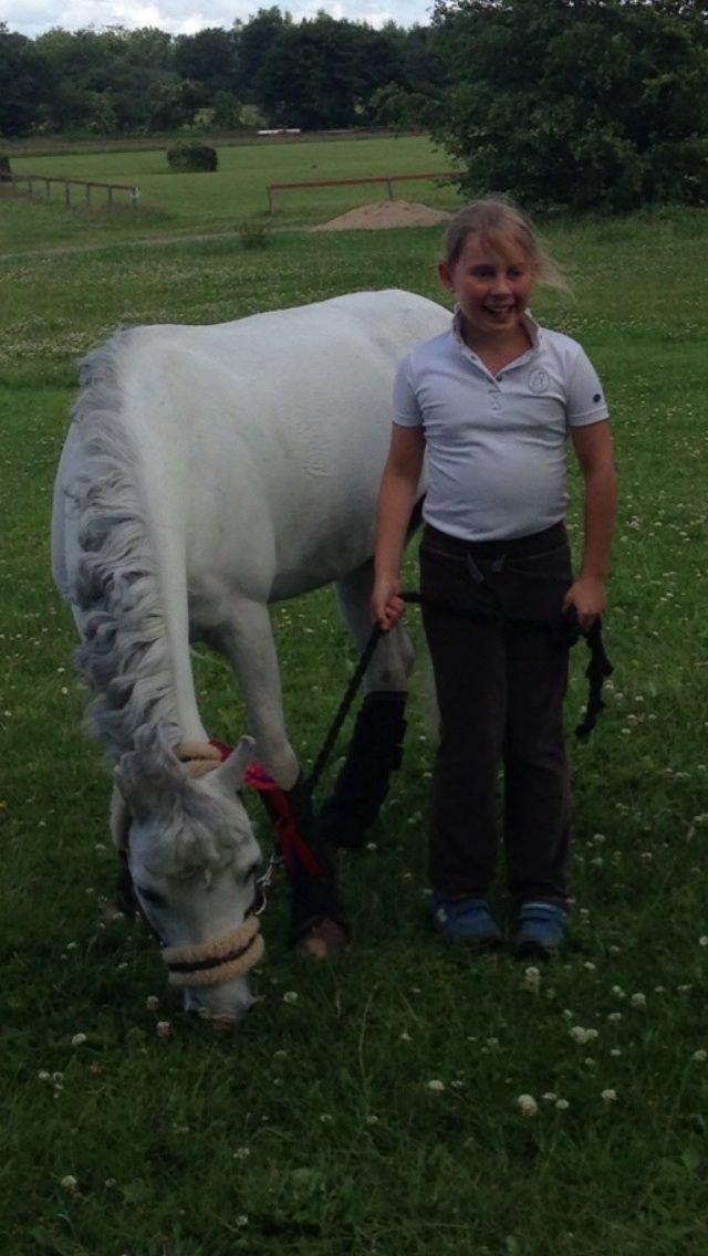 Welsh Pony af Cob-type (sec C) Gribsvad uve billede 14