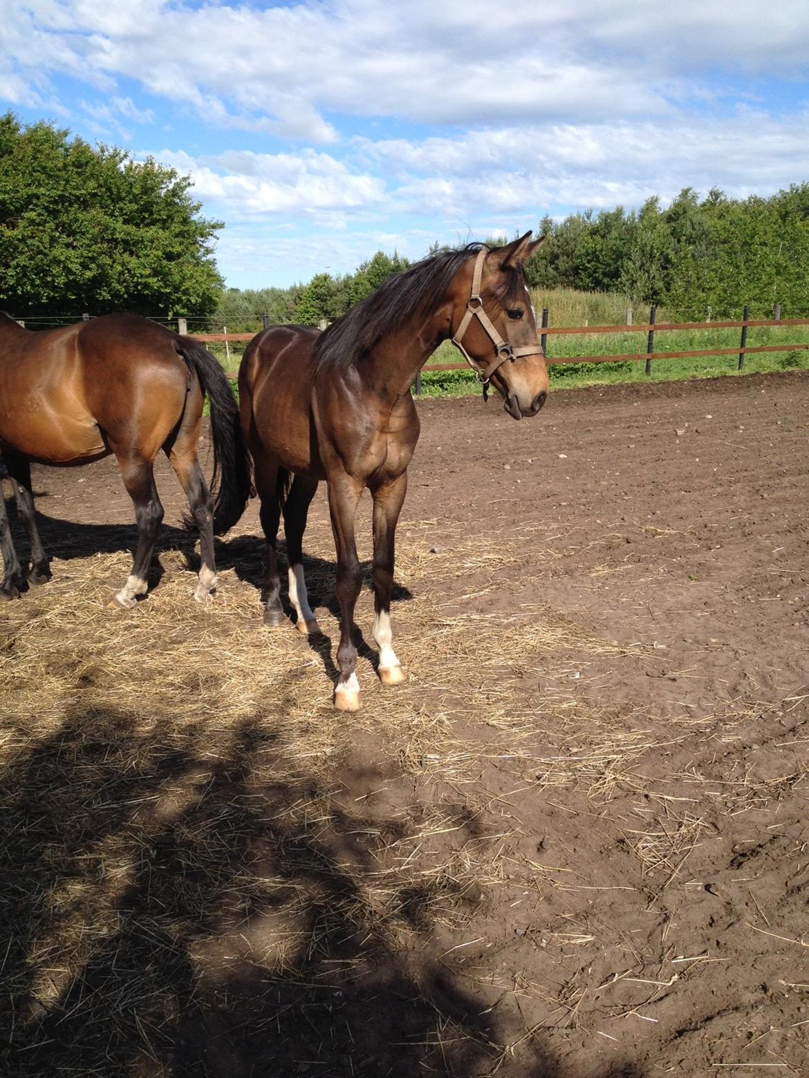 Anden særlig race Albæks Dusty billede 5