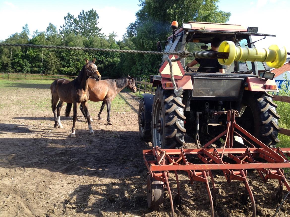 Anden særlig race Albæks Dusty billede 10