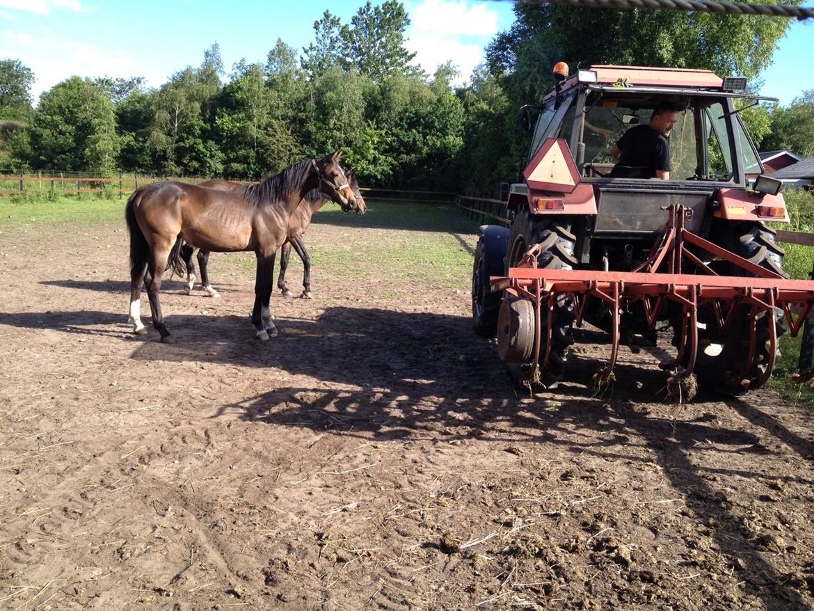 Anden særlig race Albæks Dusty billede 9