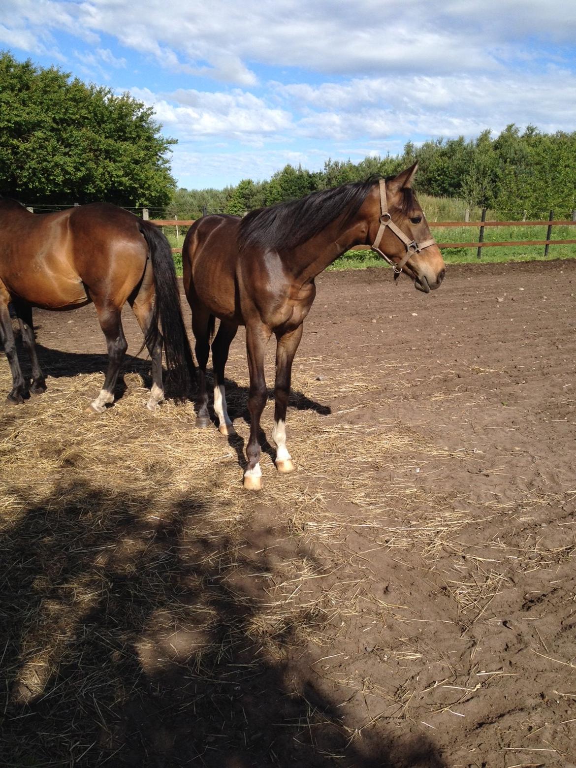 Anden særlig race Albæks Dusty billede 7