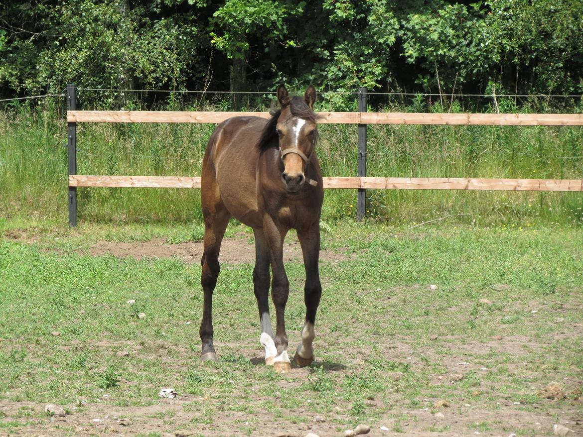 Anden særlig race Albæks Dusty billede 12