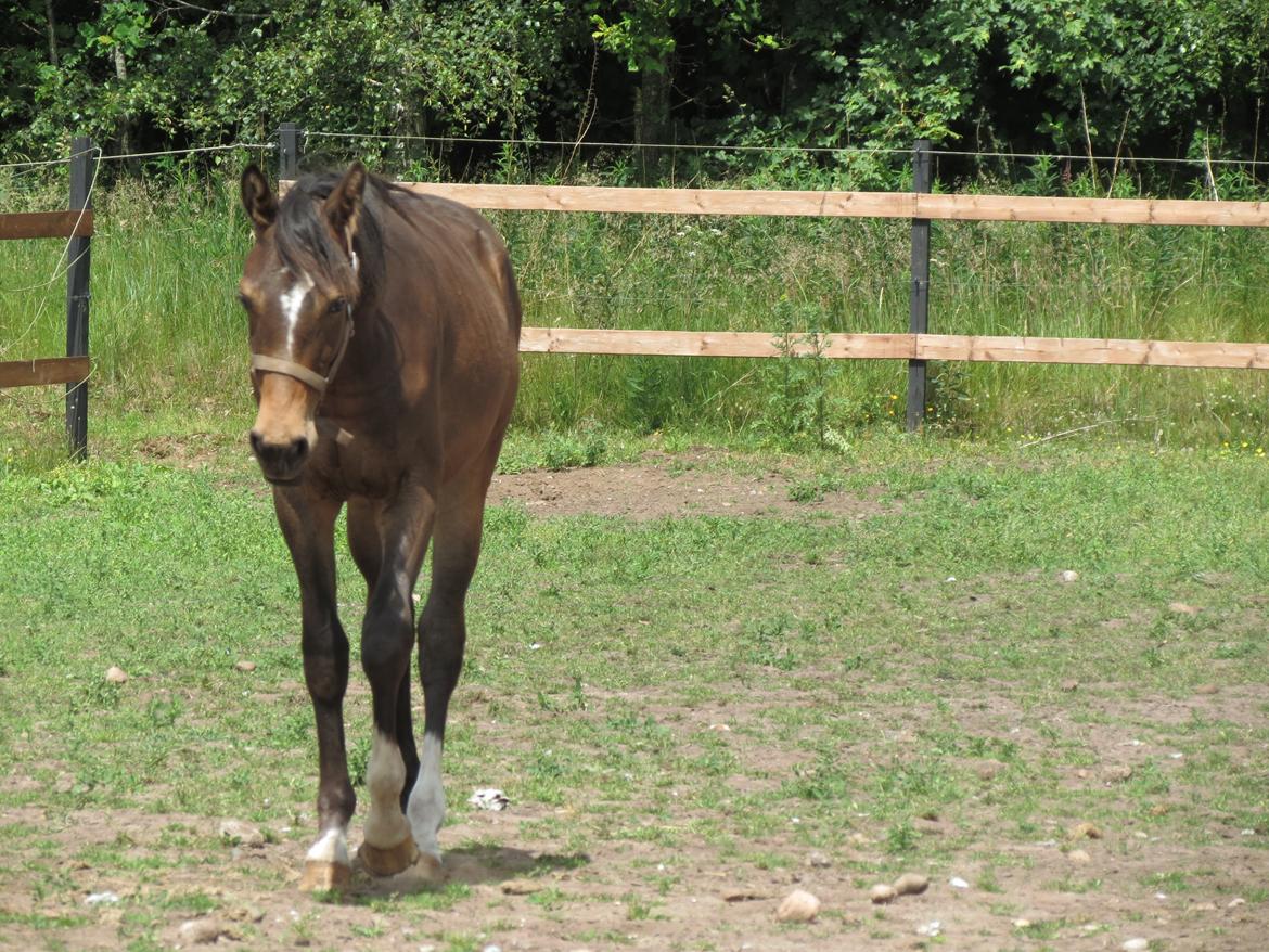 Anden særlig race Albæks Dusty billede 11