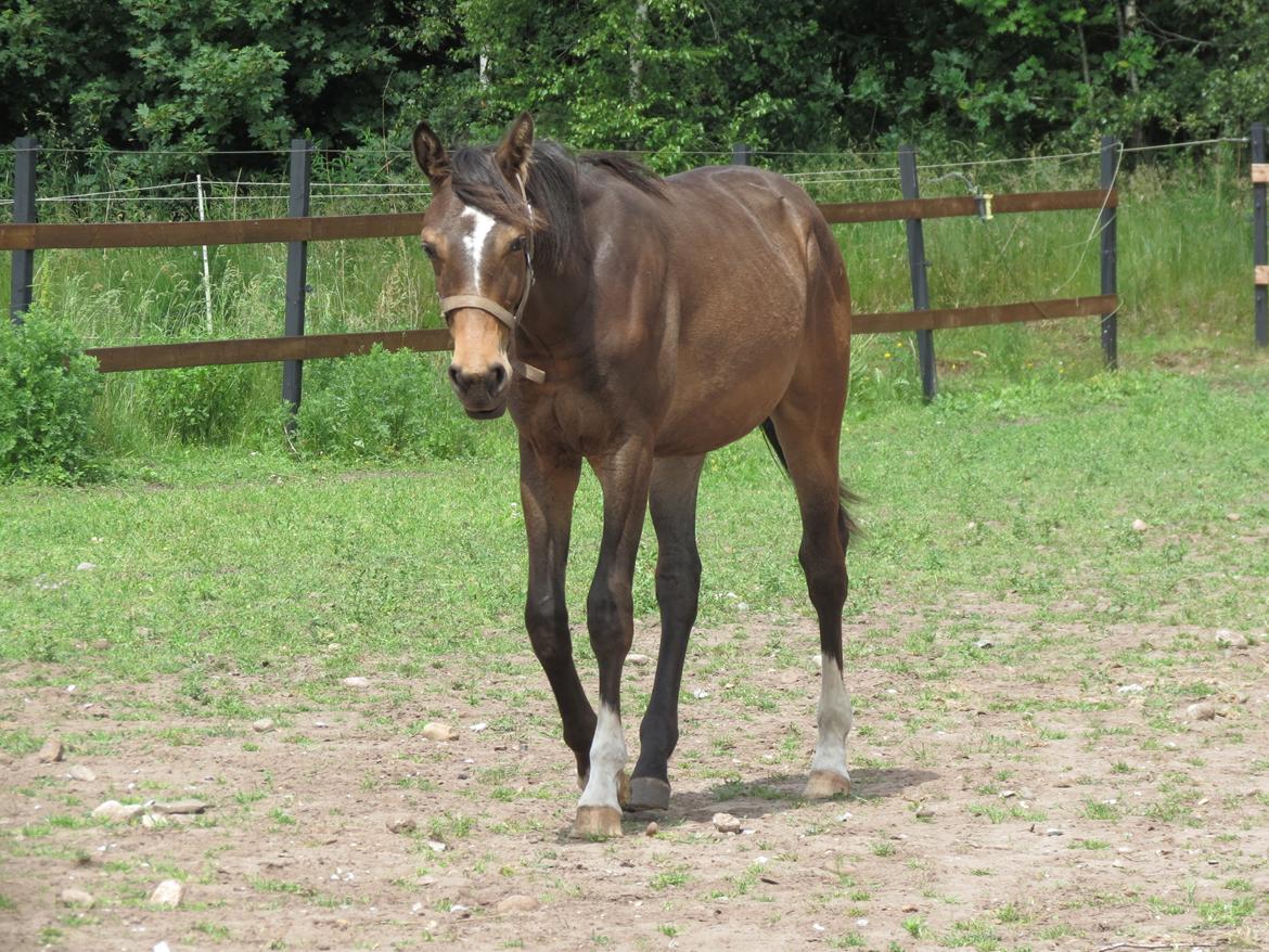 Anden særlig race Albæks Dusty billede 25