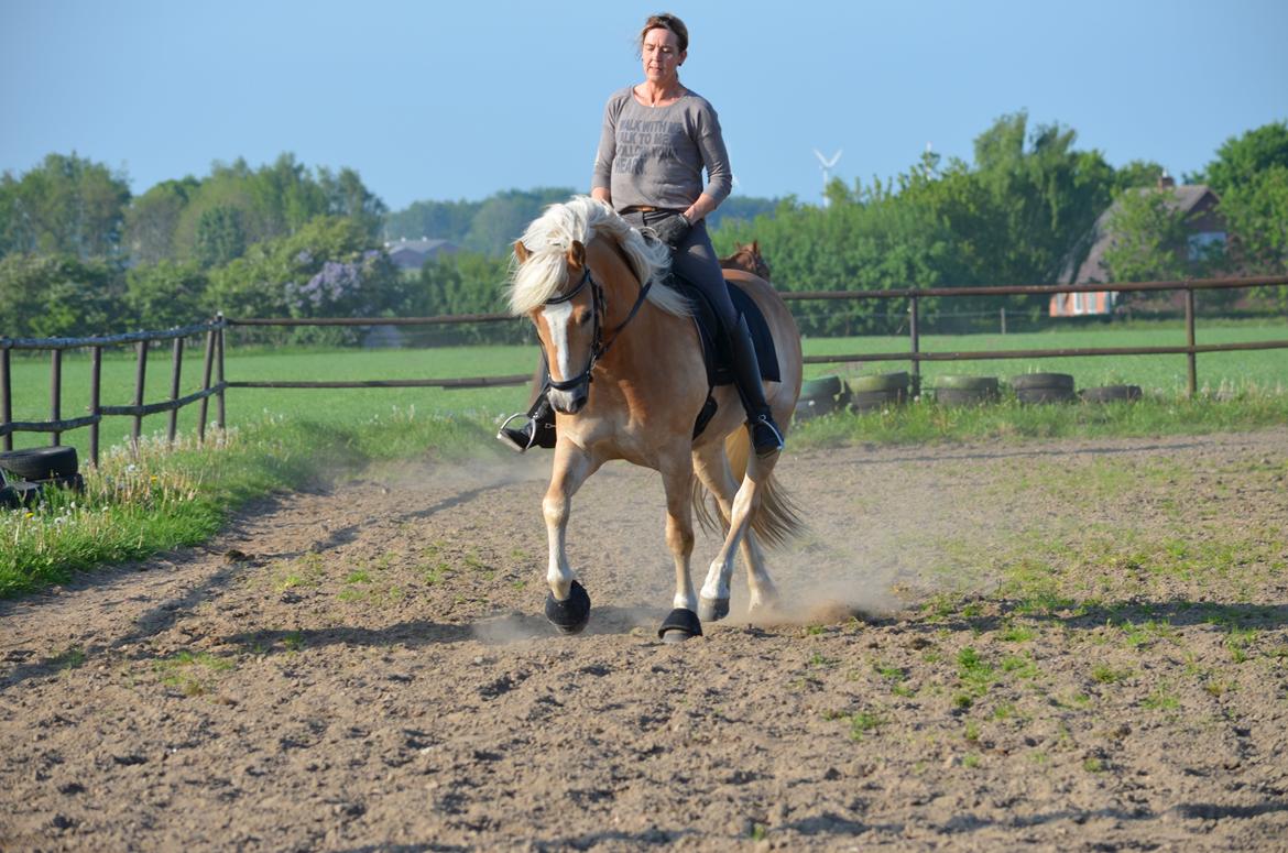 Haflinger N. Don Carlos billede 8