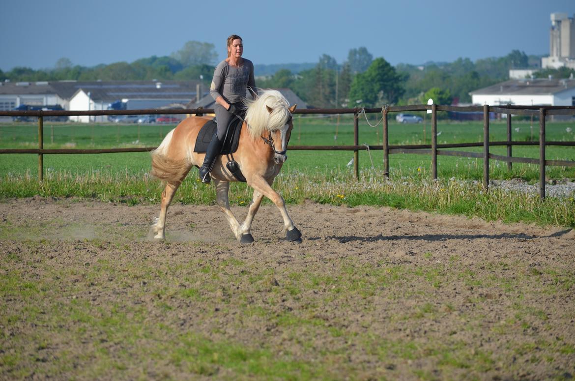 Haflinger N. Don Carlos billede 9