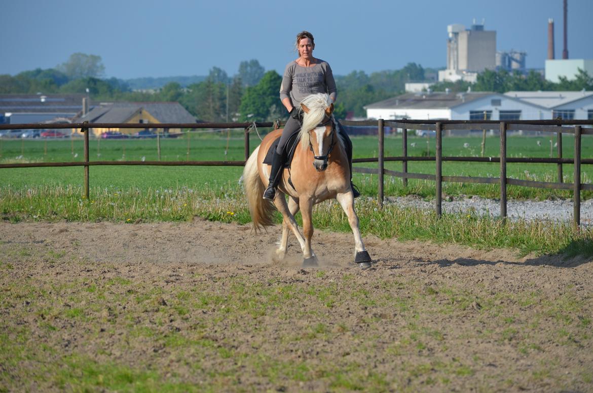 Haflinger N. Don Carlos billede 10