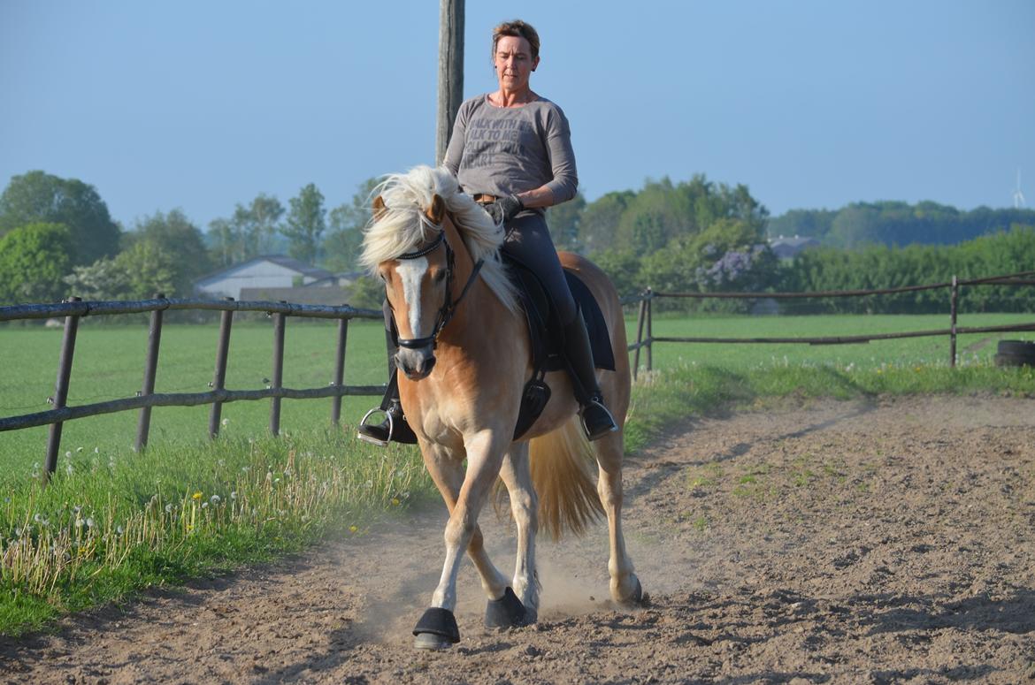 Haflinger N. Don Carlos billede 11