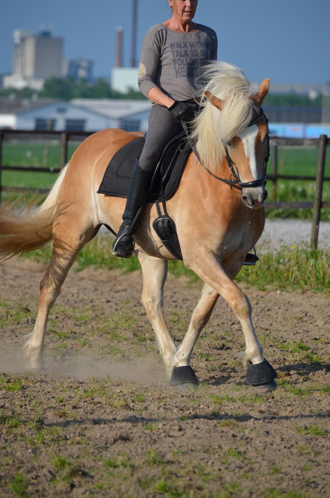 Haflinger N. Don Carlos billede 22