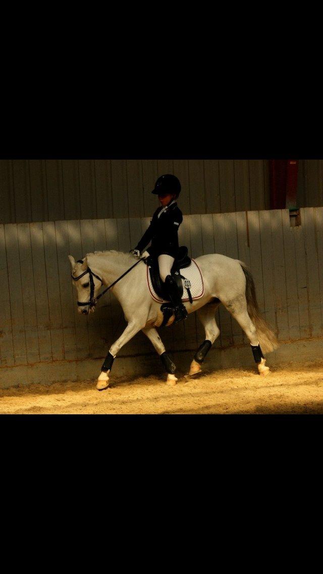 Welsh Pony af Cob-type (sec C) Gribsvad uve billede 15