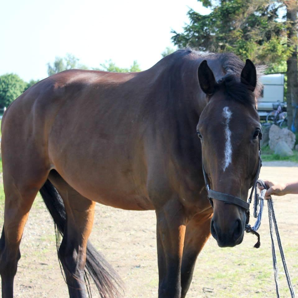 Dansk Varmblod Zacapa billede 2