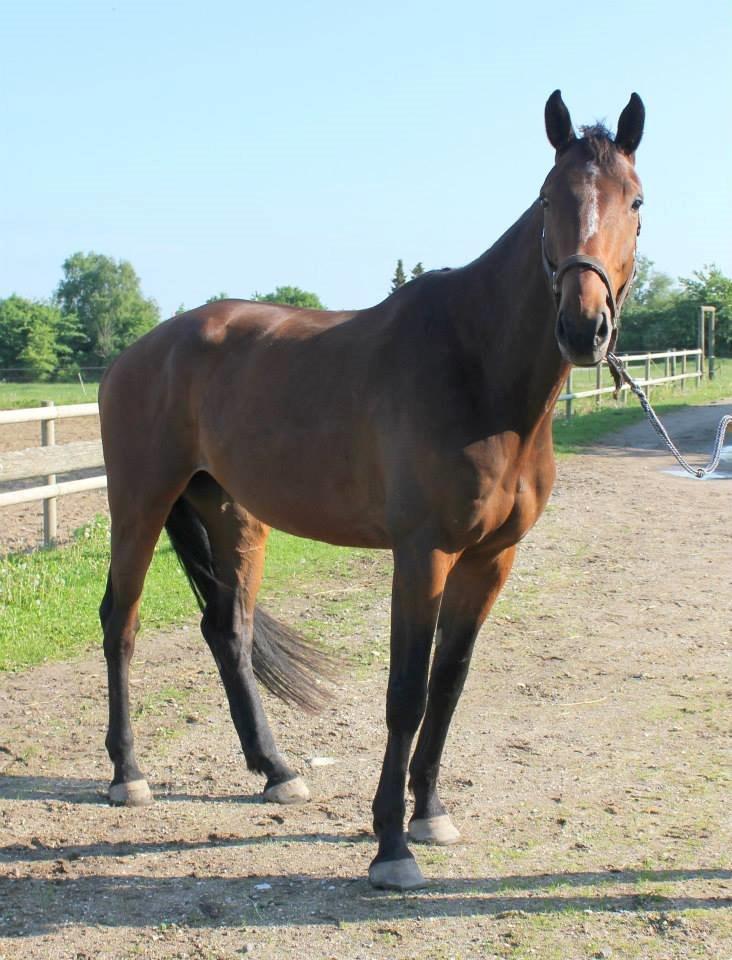 Dansk Varmblod Zacapa billede 1