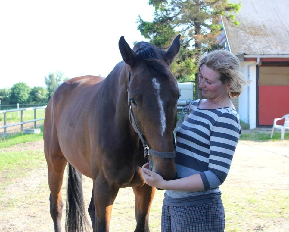 Dansk Varmblod Zacapa billede 3