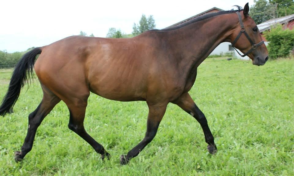 Dansk Varmblod Zacapa billede 4