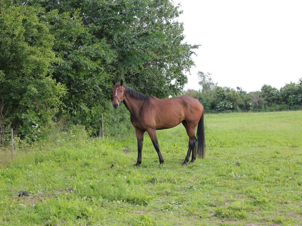 Dansk Varmblod Zacapa billede 5