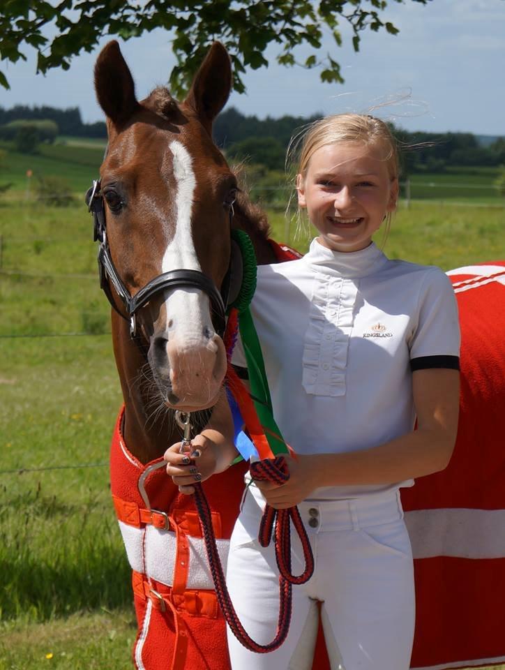 New Forest Koedijks Milano *Låner* - Velkommen til Milanos profil, læg meget gerne en kommentar og bedømmelse! :-) billede 1