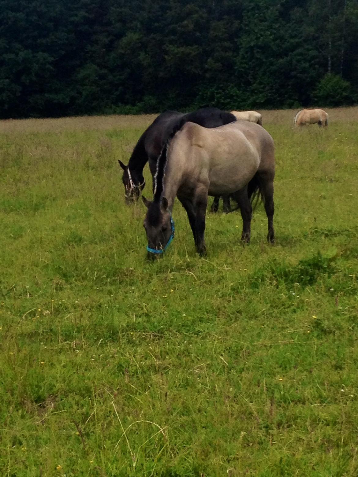 Konik Polski sølvmosegaards gråmand (Lille grå) billede 6