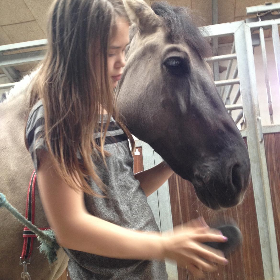 Konik Polski sølvmosegaards gråmand (Lille grå) billede 7