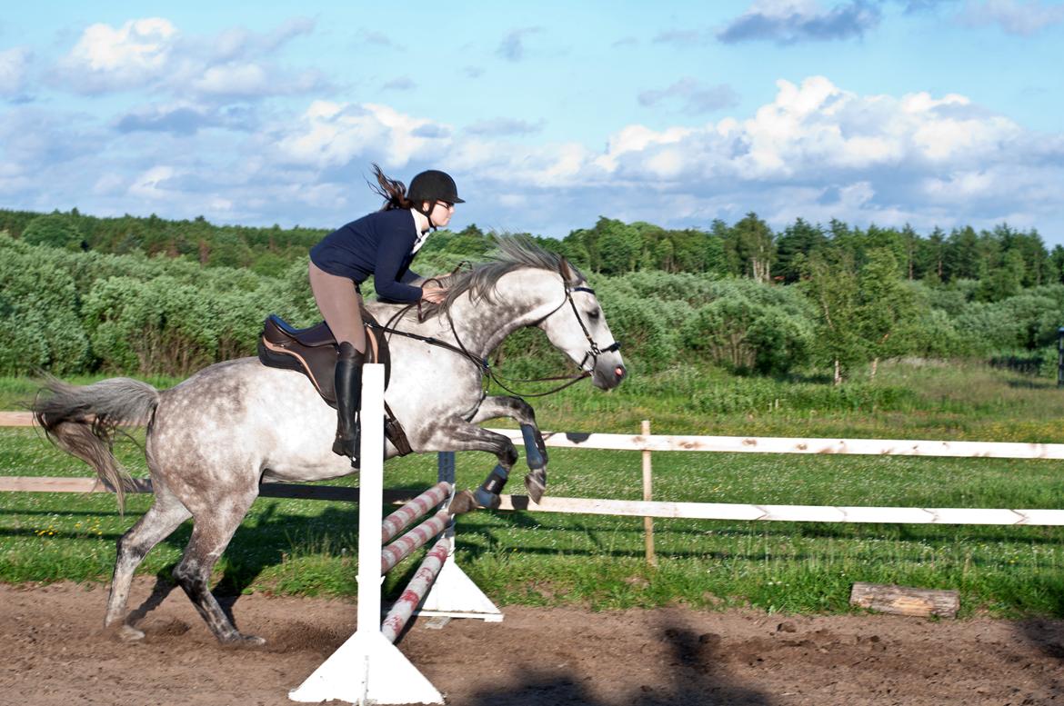 Holstener Colt 45 billede 21