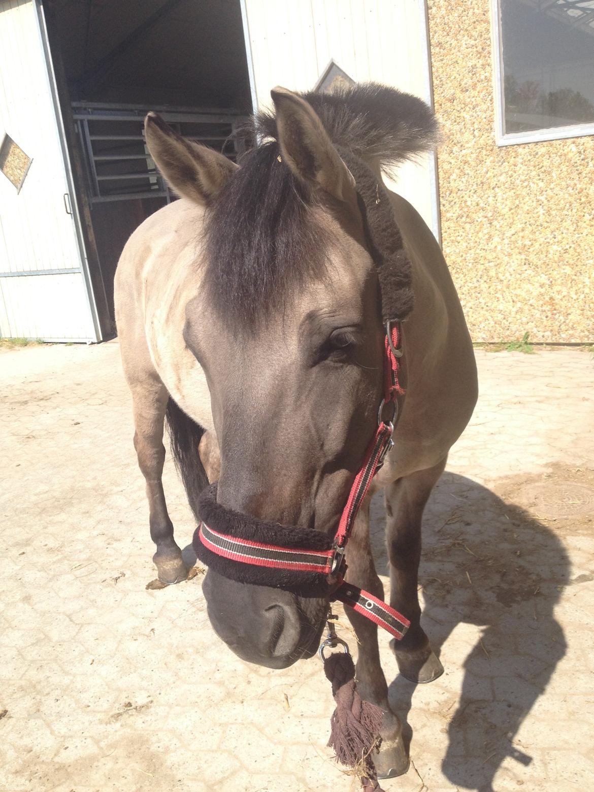 Konik Polski sølvmosegaards gråmand (Lille grå) billede 8