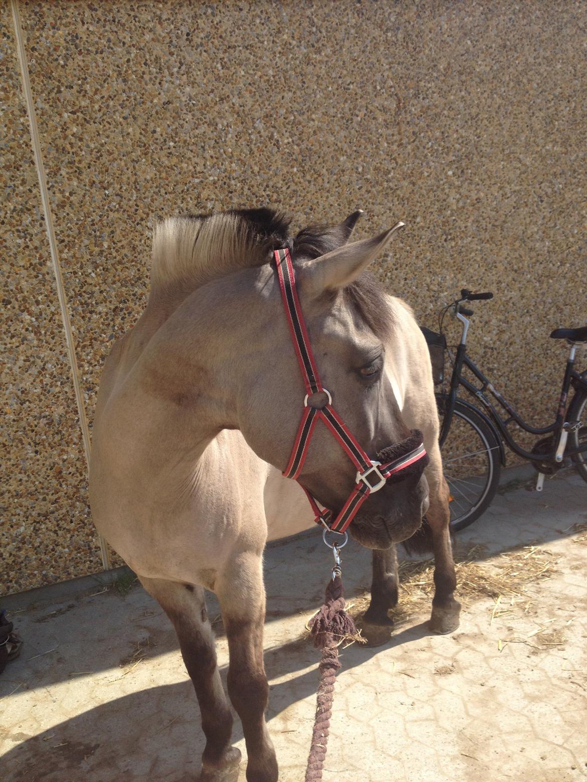 Konik Polski sølvmosegaards gråmand (Lille grå) billede 9