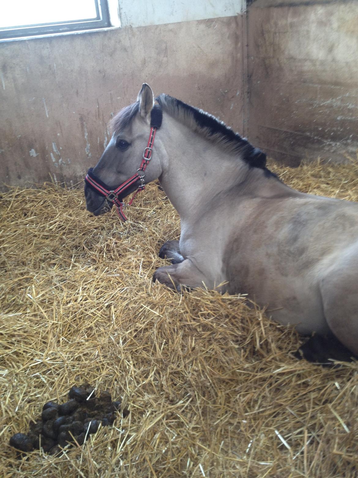 Konik Polski sølvmosegaards gråmand (Lille grå) billede 12