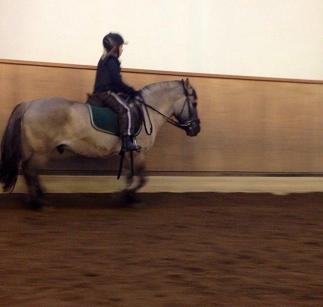 Konik Polski sølvmosegaards gråmand (Lille grå) billede 13