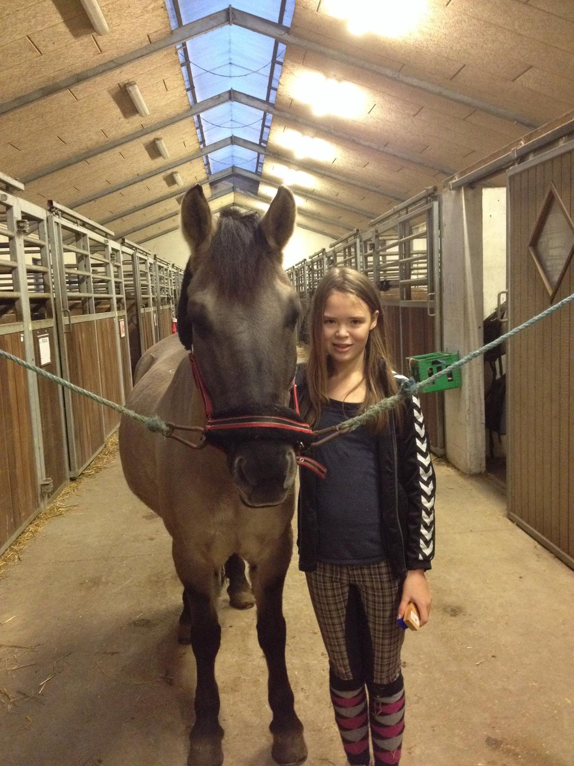 Konik Polski sølvmosegaards gråmand (Lille grå) billede 15