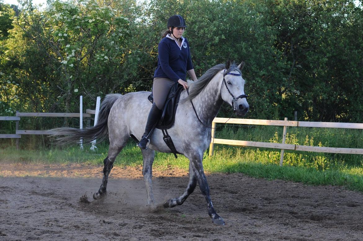 Holstener Colt 45 billede 3