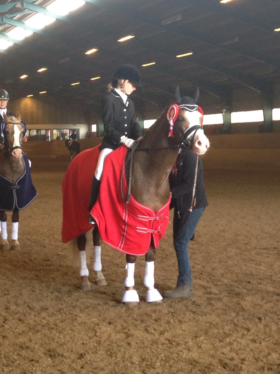 Welsh Pony (sec B) BARNHOEVE´S ARTHUR *A-PONY* billede 39