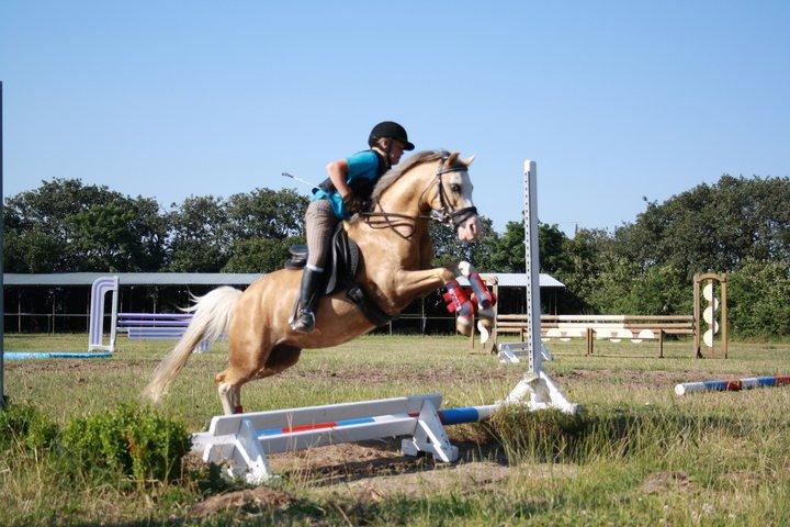 Welsh Mountain (sec A) Femke *savnet* billede 21