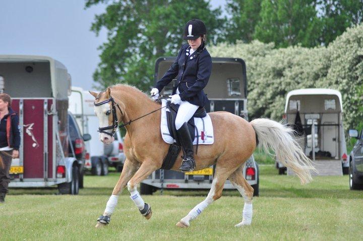 Welsh Mountain (sec A) Femke *savnet* billede 22