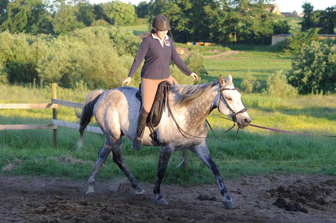 Holstener Colt 45 billede 8