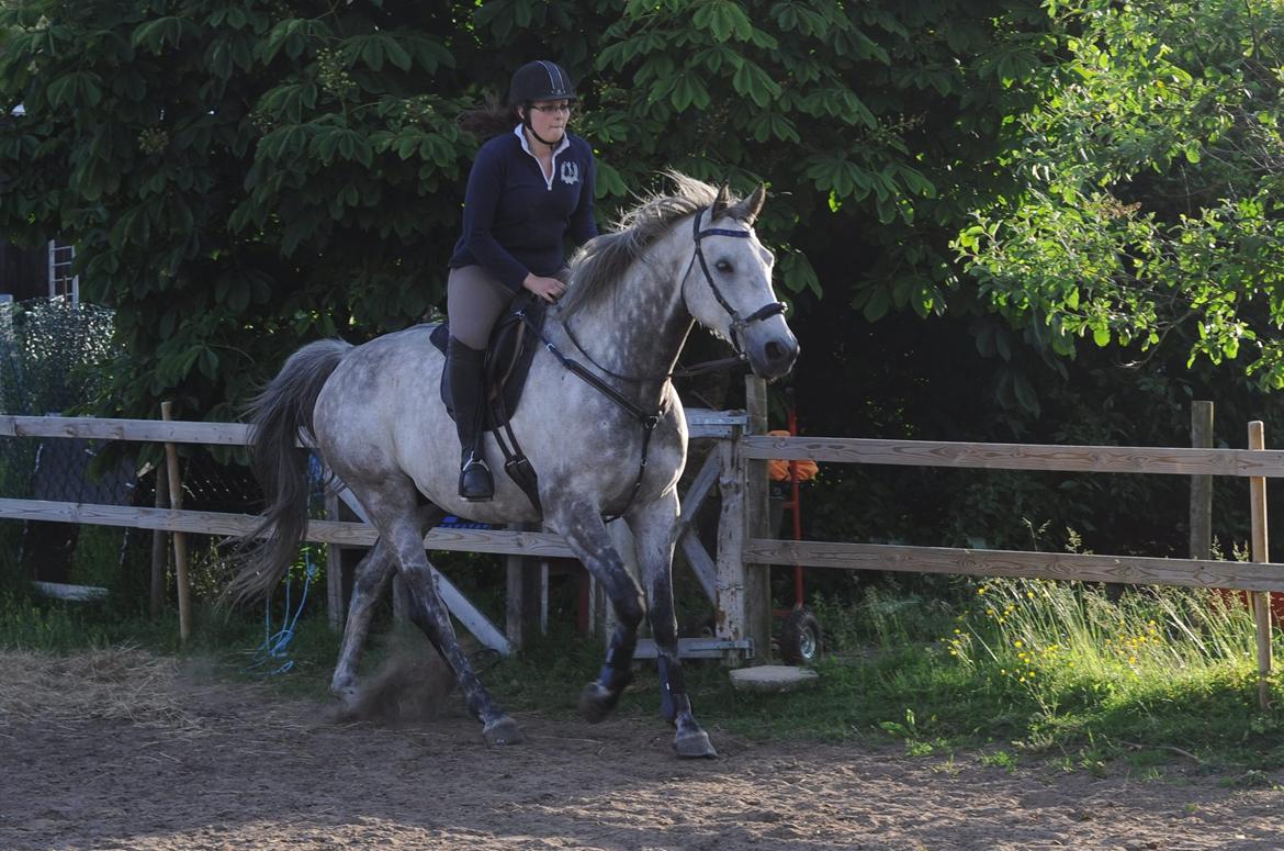 Holstener Colt 45 billede 5