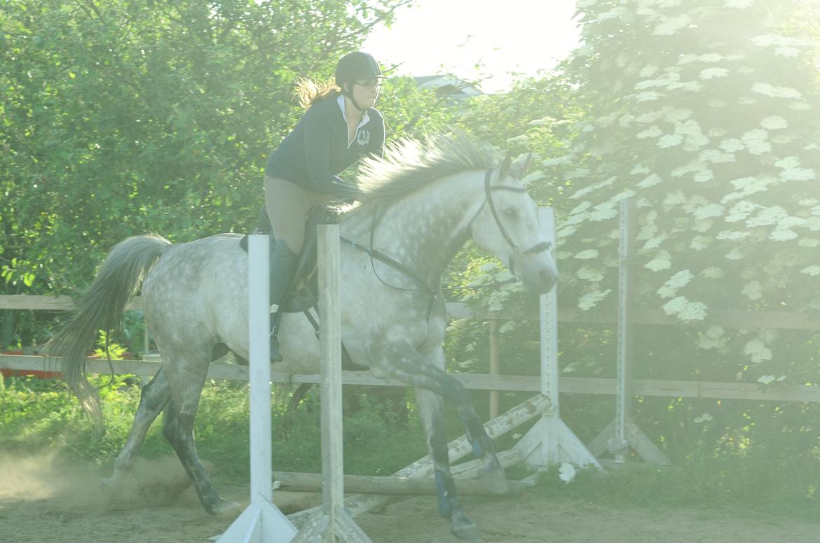 Holstener Colt 45 billede 7