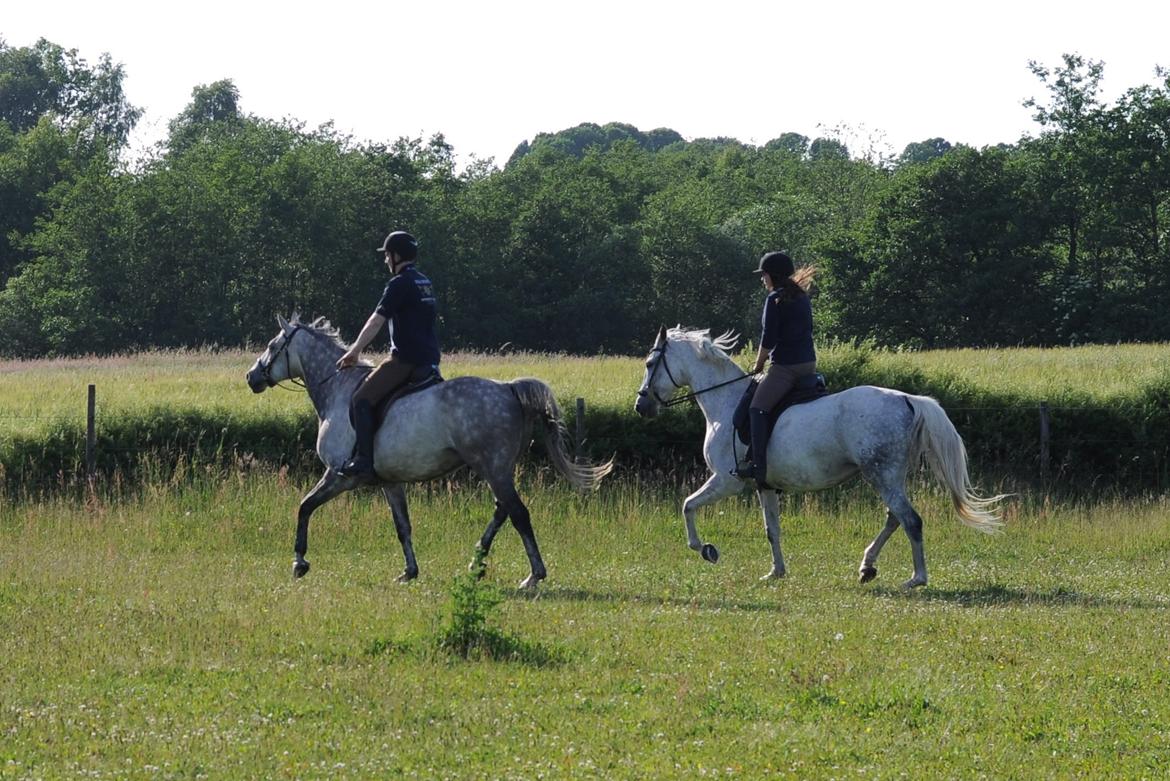 Holstener Colt 45 billede 16