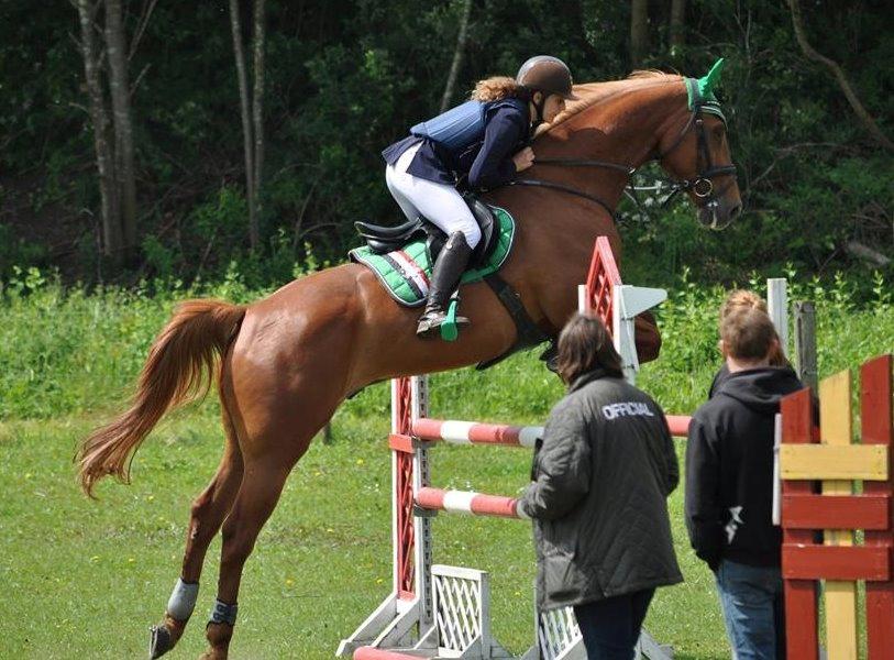 Dansk Varmblod Elmegårdens Akan billede 9