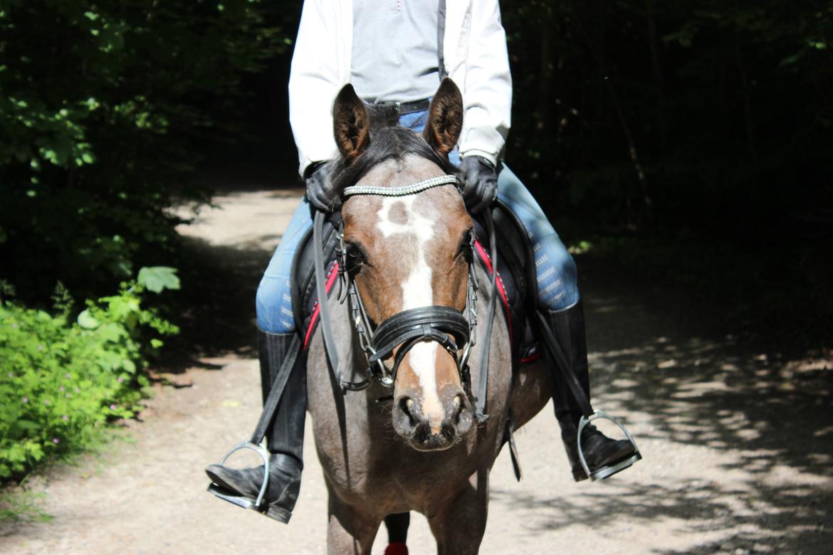 DSP Spotlight's Kira *LÅNE HEST* - Glaad Kira <3 billede 1